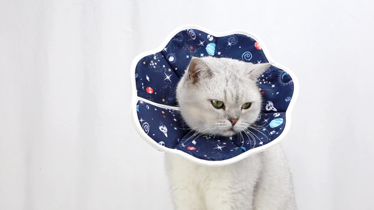 Planet Pattern Fold-able Pet Protection Cover